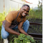 Agricultor em colheita de produto vestido com t-shirt laranja, calças de ganga e avental.
